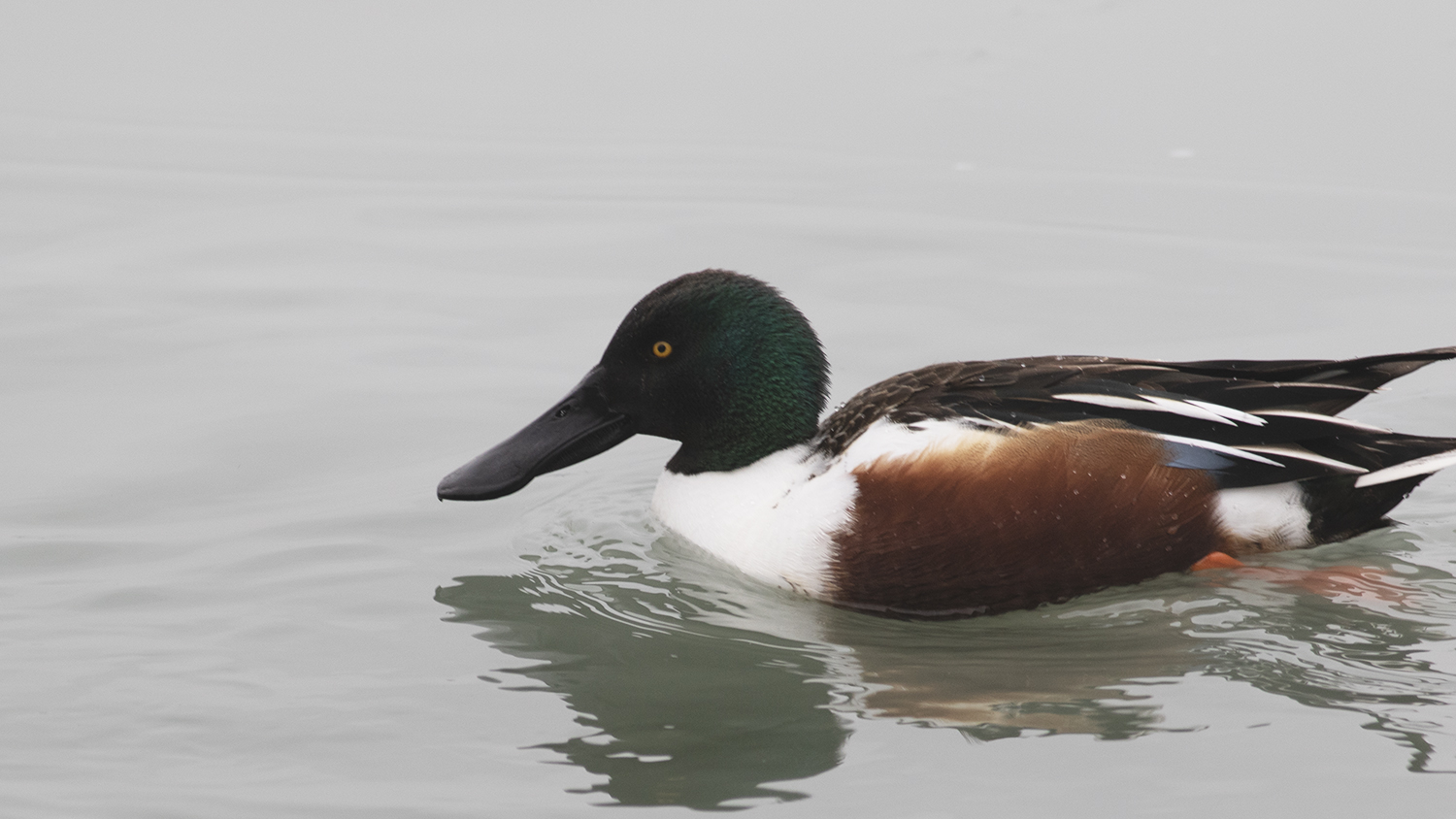 Northern Shoveler